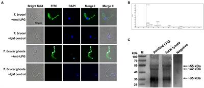 Trypanosoma brucei Lipophosphoglycan Induces the Formation of Neutrophil Extracellular Traps and Reactive Oxygen Species Burst via Toll-Like Receptor 2, Toll-Like Receptor 4, and c-Jun N-Terminal Kinase Activation